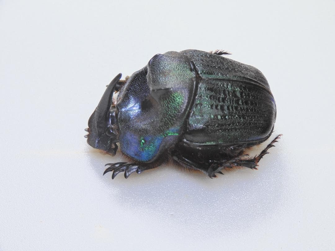 パラグアイ産　エンシフェールニジダイコクコガネ　44mm♀