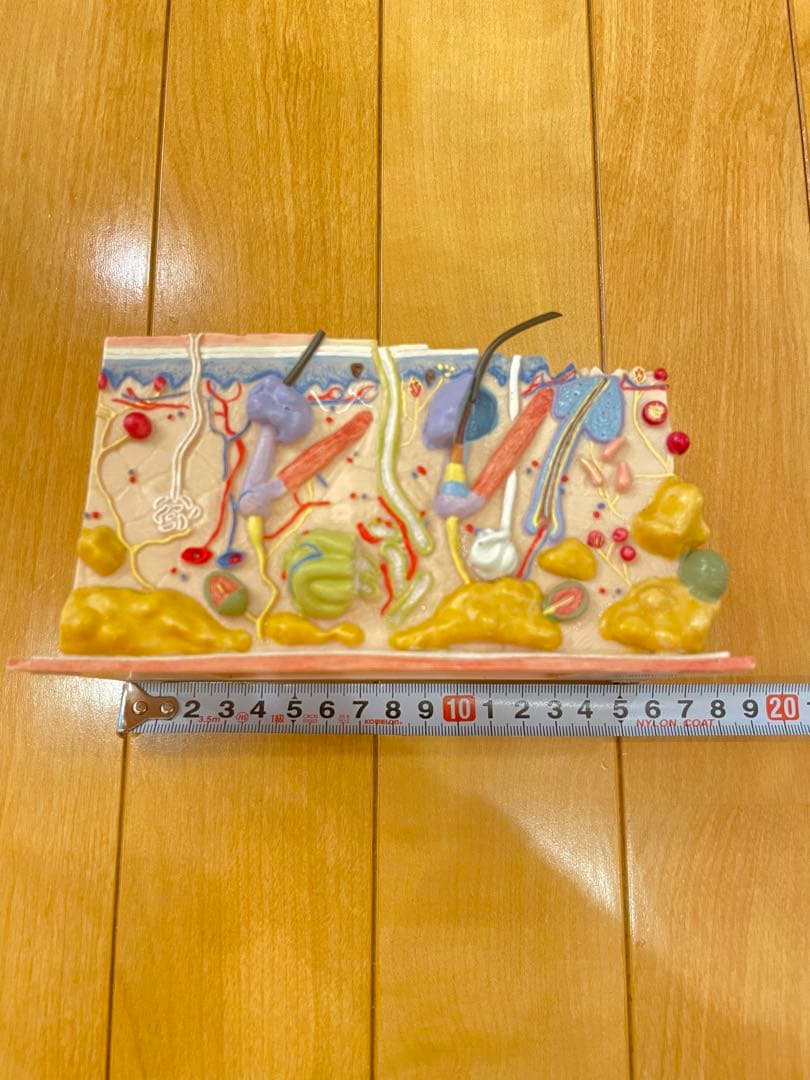 皮膚模型　骨格模型　人体模型　3B Scientific エステ　美容